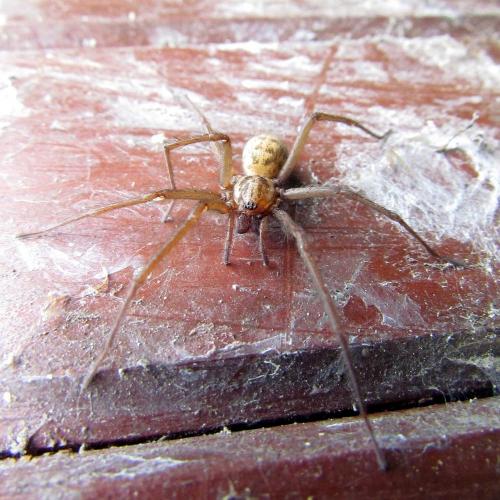 Eratigena sp.